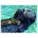 Marine Wildlife of the Pacific Northwest 2025 Calendar